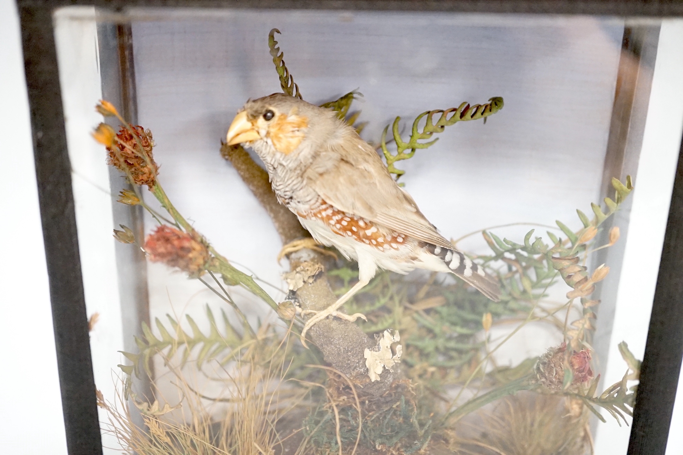 A late 19th/early 20th century taxidermy zebra finch in glazed wooden case - 19cm